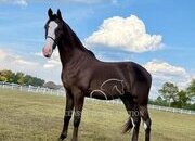 "FAST HAND" Black Gelding Tennessee Walker