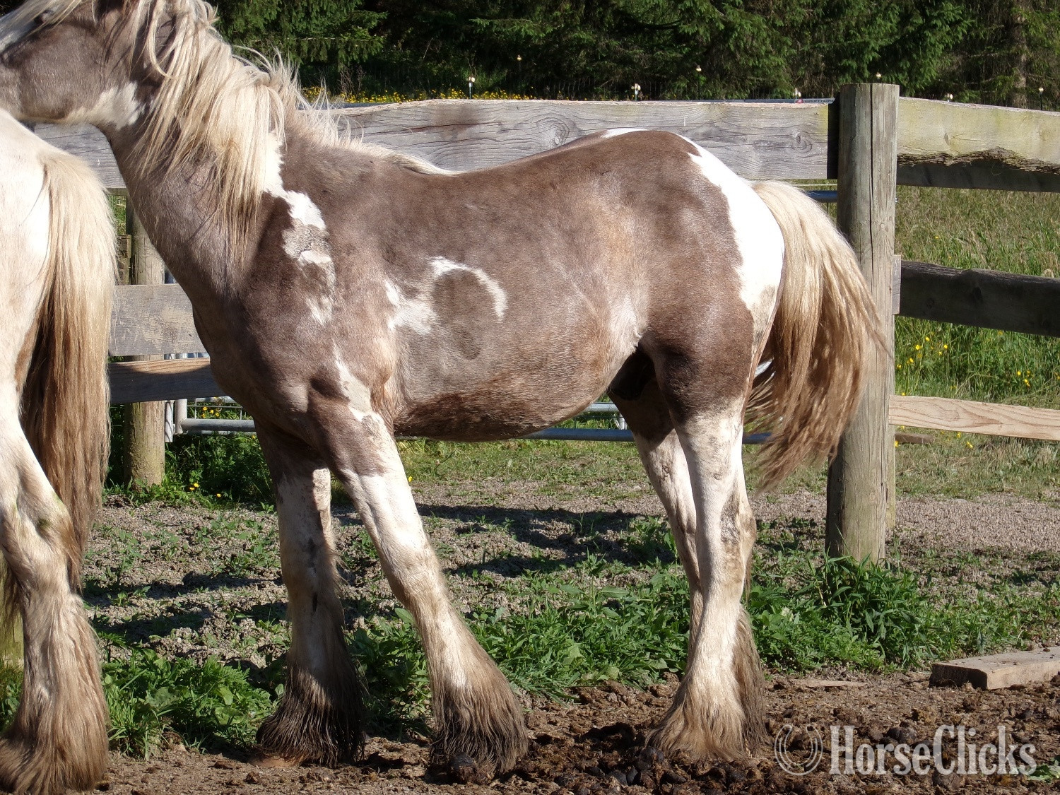 "QuickSilver" Cream Colt Gypsy Vanner in New York