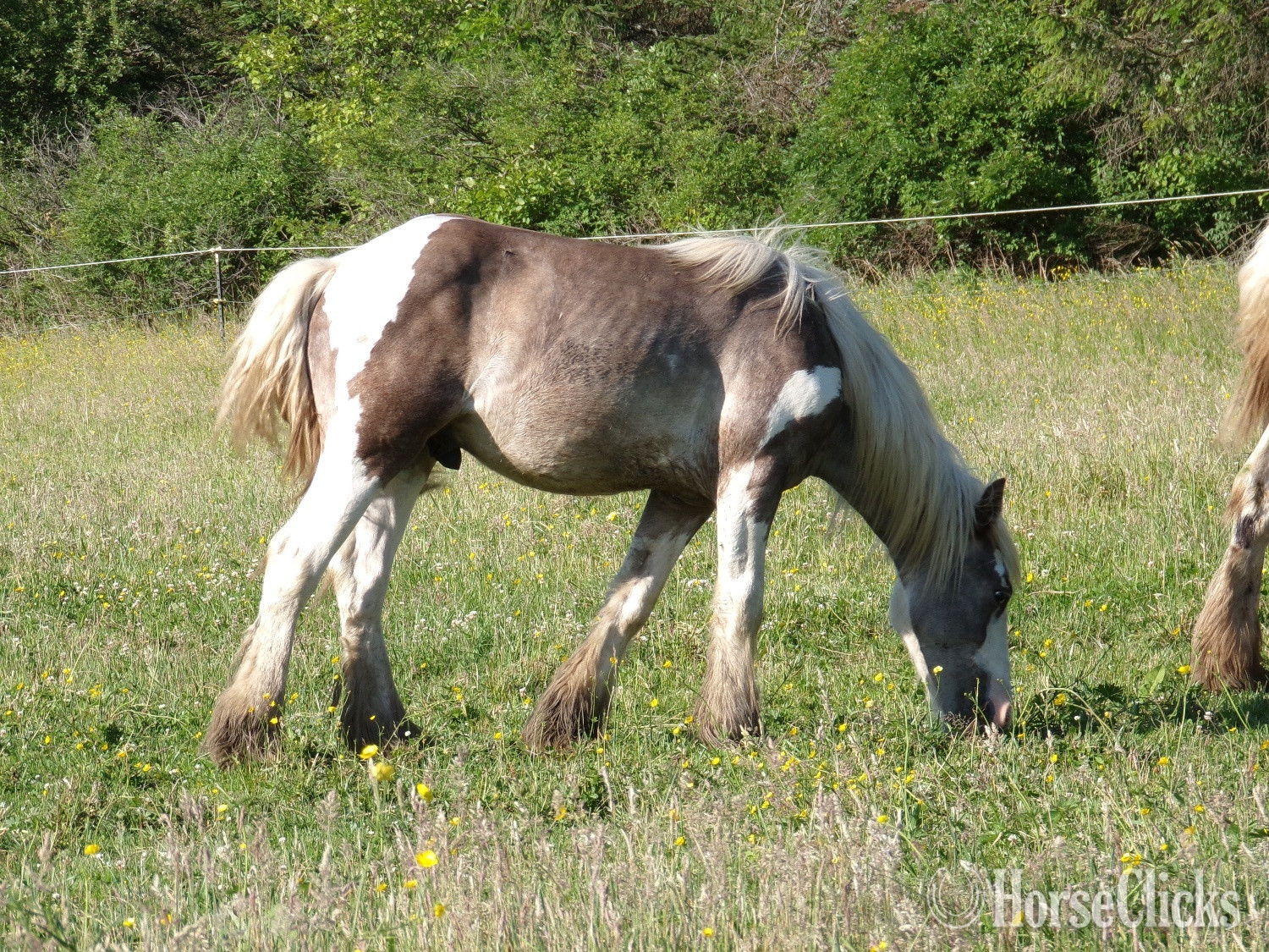 "QuickSilver" Cream Colt Gypsy Vanner