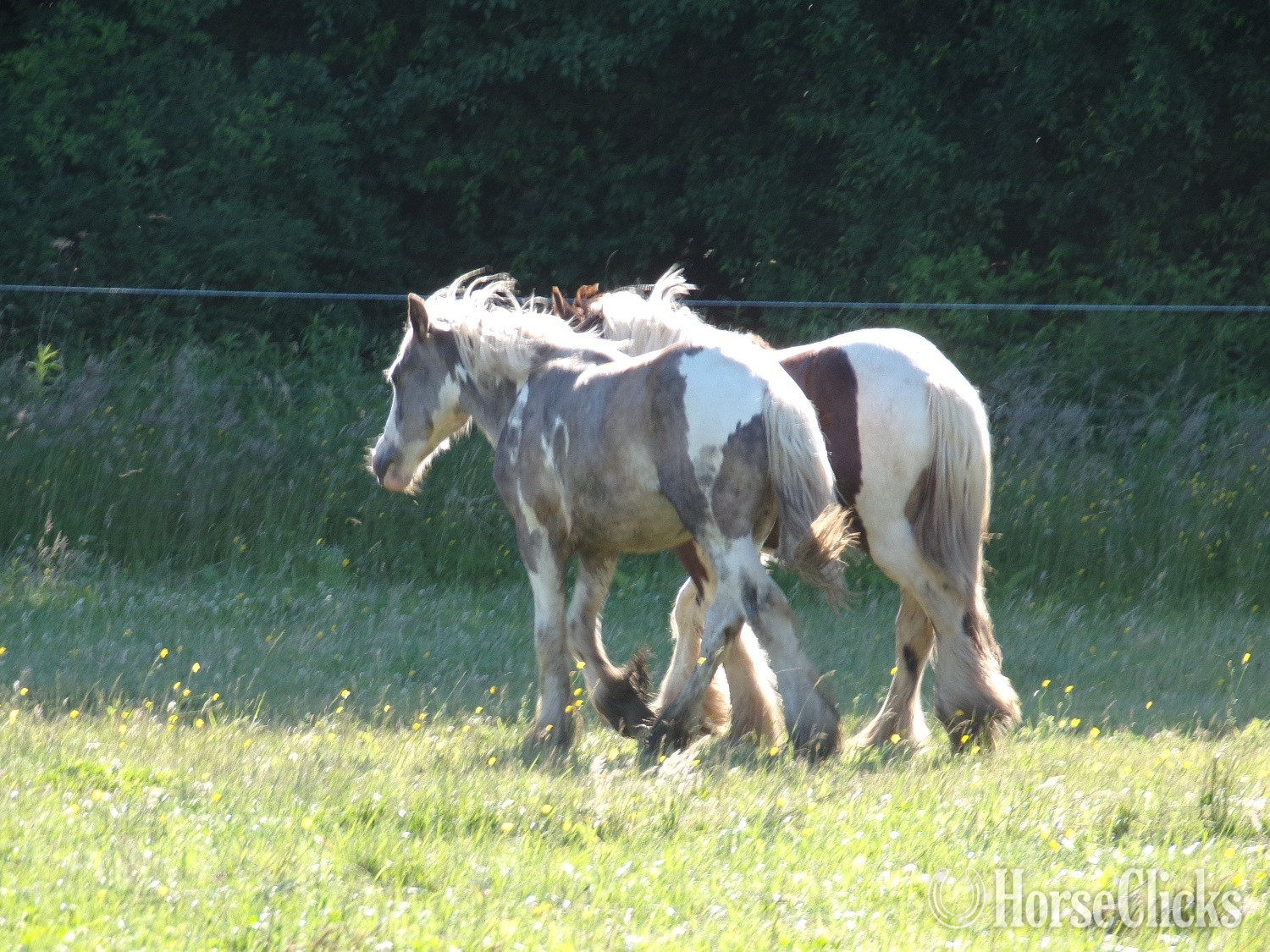New York "QuickSilver" Cream Colt Gypsy Vanner