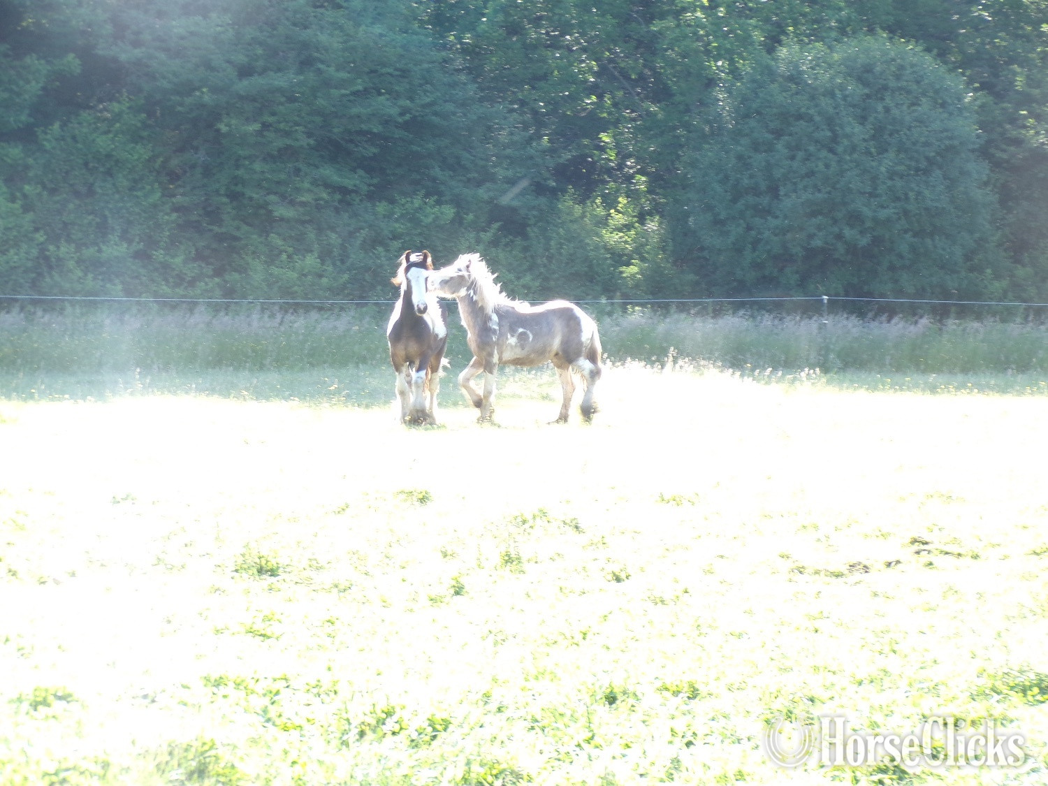 "QuickSilver" Cream Colt Gypsy Vanner - Gypsy Vanner in New York
