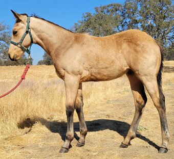 "Fritz" Buckskin Colt Quarter Horse