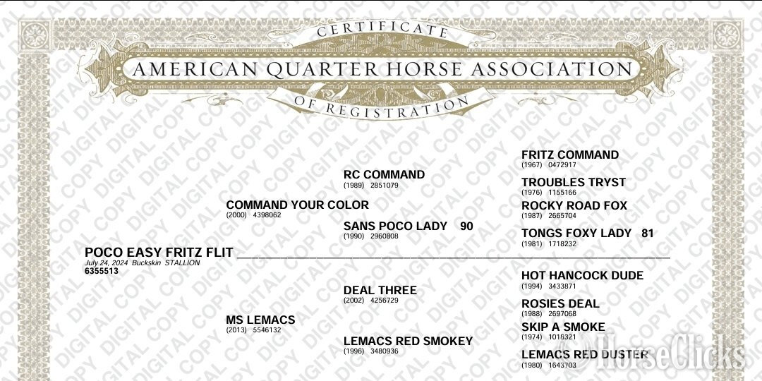 "Fritz" Buckskin Colt Quarter Horse