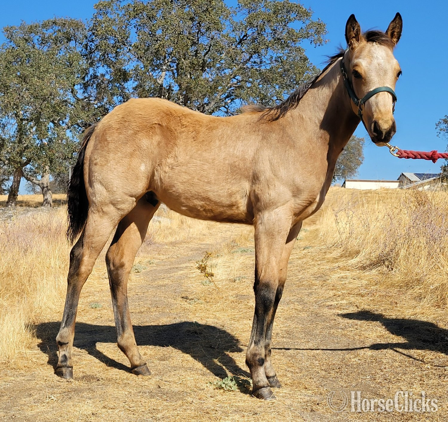California "Fritz" Buckskin Colt Quarter Horse