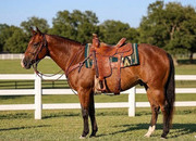 "SCAMPER" Bay Gelding Quarter Horse