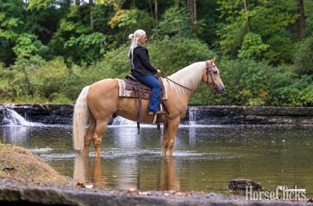 "Pineapple" Palomino Gelding Tennessee Walker