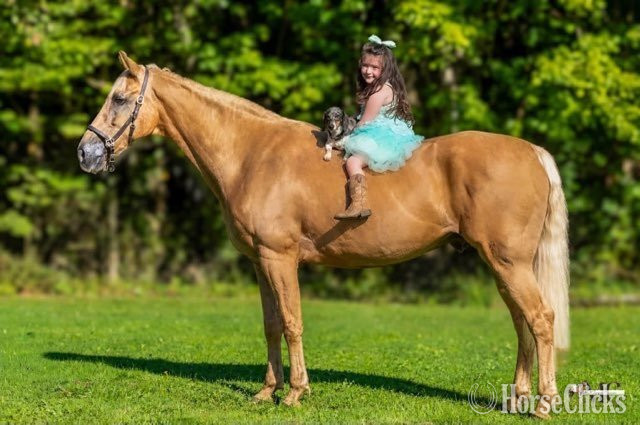 Ohio "Pineapple" Palomino Gelding Tennessee Walker