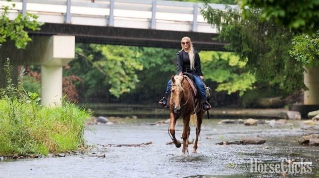 "Pineapple" Palomino Gelding Tennessee Walker - Tennessee Walker in Ohio