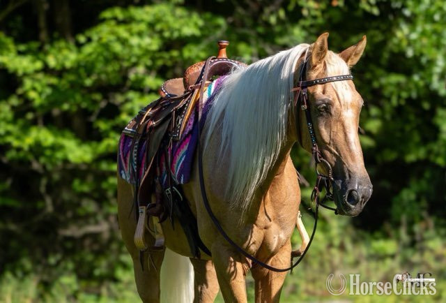 "Pineapple" Palomino Gelding Tennessee Walker - Tennessee Walker
