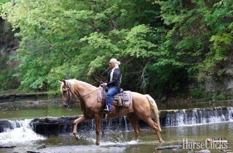"Pineapple" Palomino Gelding Tennessee Walker Ohio