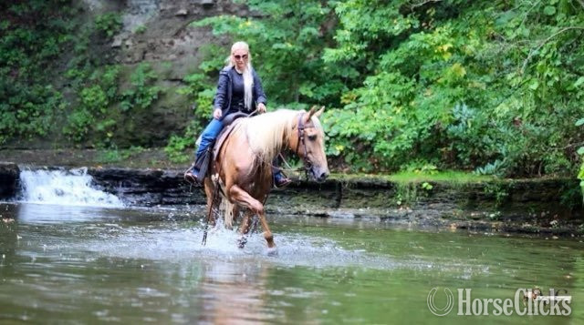 Tennessee Walker - "Pineapple" Palomino Gelding Tennessee Walker in Ohio