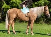 "Pineapple" Palomino Gelding Tennessee Walker