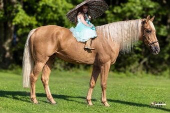 "Pineapple" Palomino Gelding Tennessee Walker