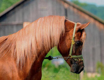 "Paladin pma" Chestnut Stallion Arabian
