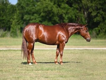 "Razor" Sorrel Gelding Quarter Horse