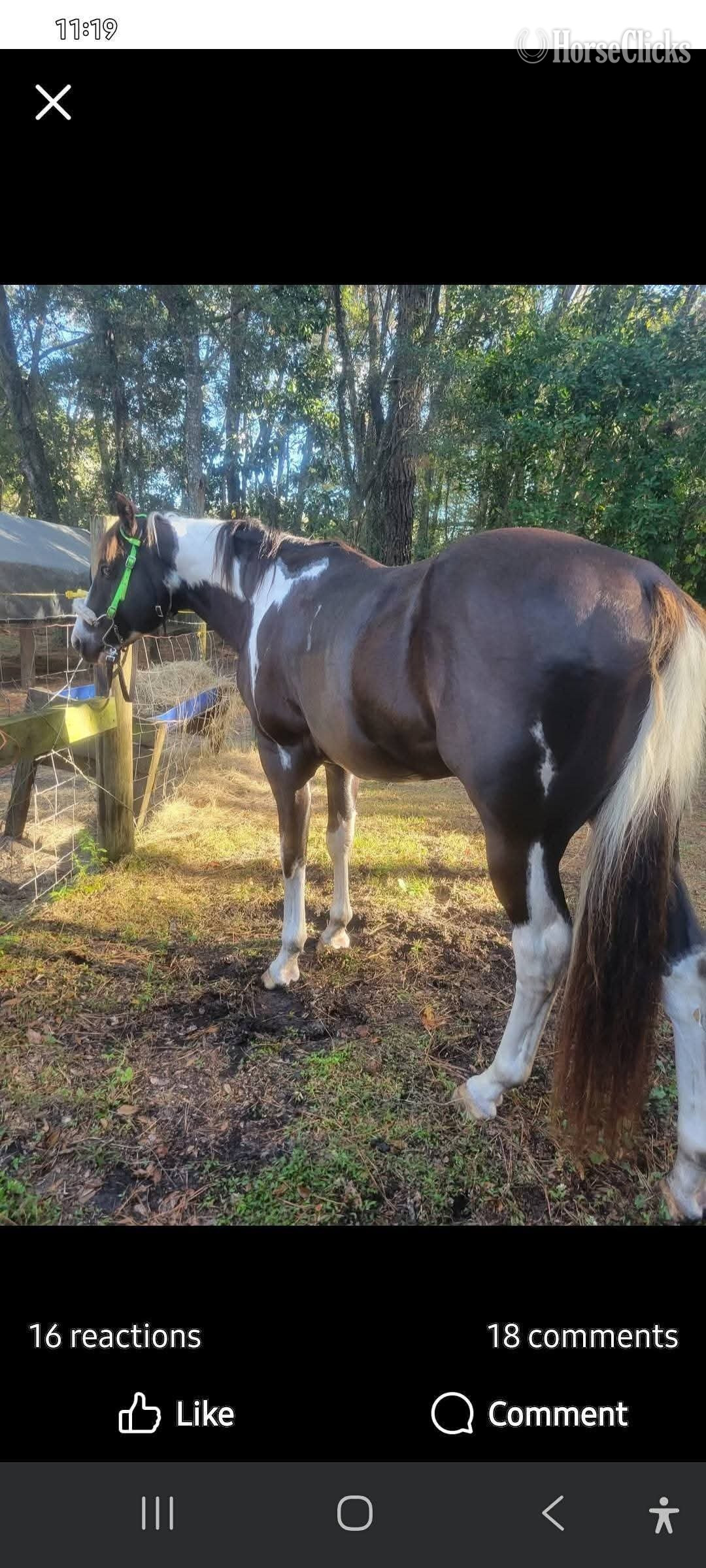 "SA Lock and Load" Black Stallion Paint in Florida