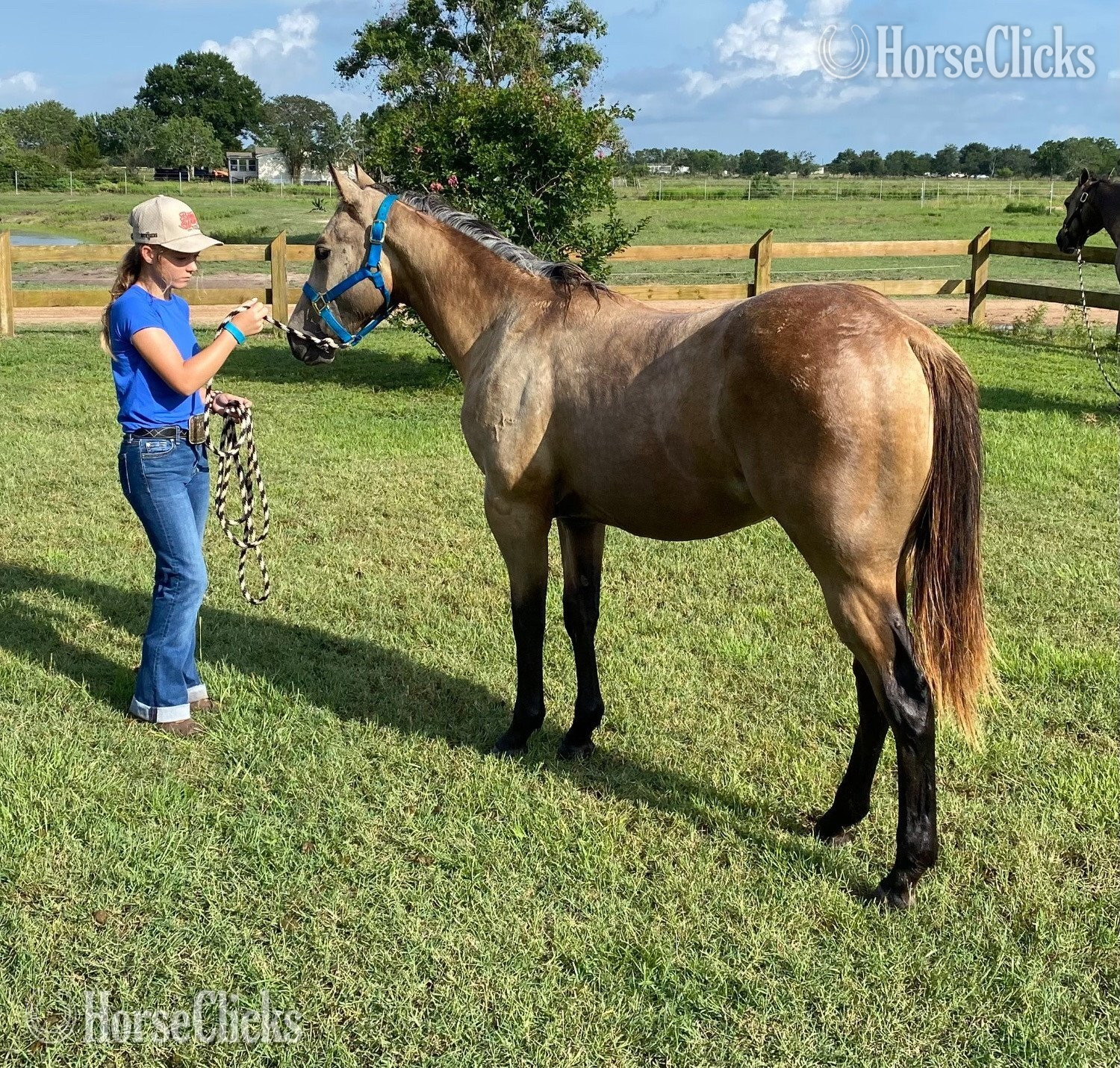 "WHISKEY MAKES A DEMON" Buckskin Colt Quarter Horse