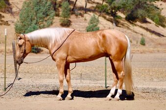 "A MIDAS TOUCH" Palomino Gelding Quarter Horse