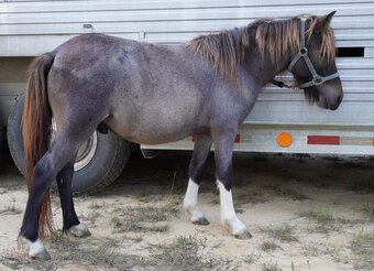 "Mutt" Roan Colt Pony