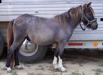 "Mutt" Roan Colt Pony