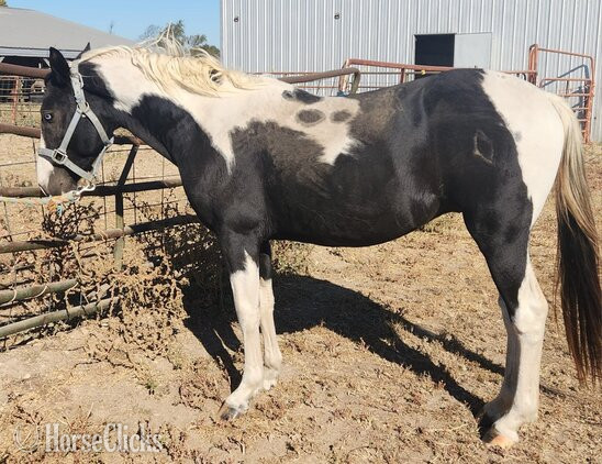 "Rambo" Black Stallion in Arkansas