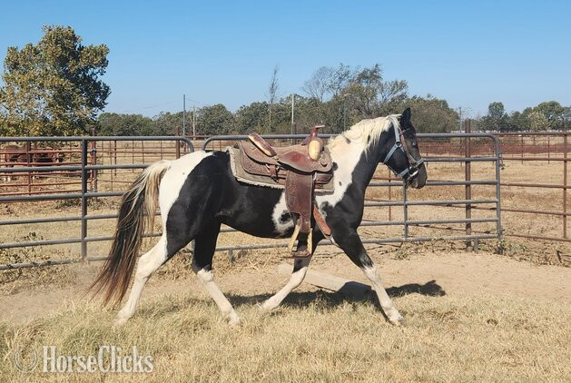 "Rambo" Black Stallion