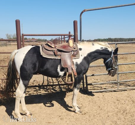 Arkansas "Rambo" Black Stallion