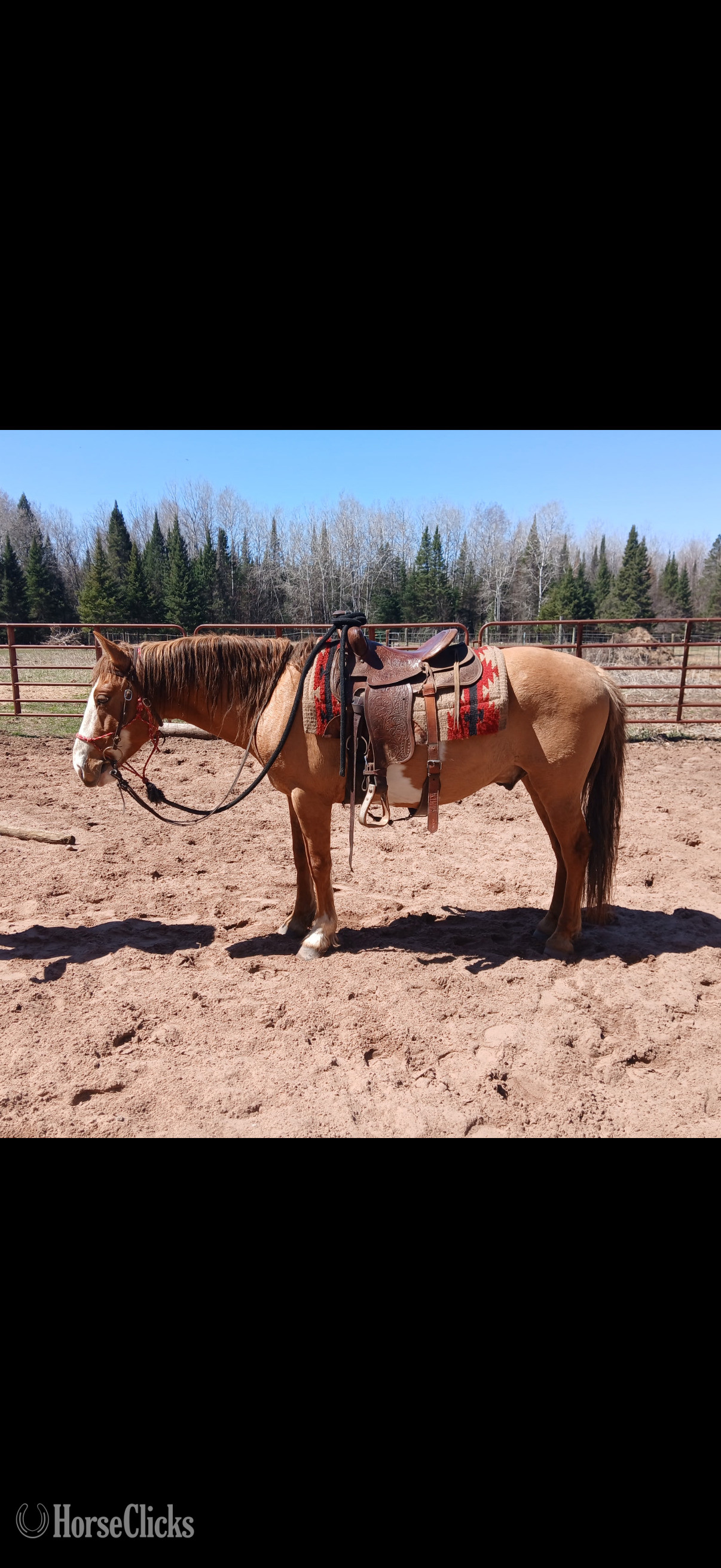 "Sitka" Pinto Gelding Mustang in Wisconsin