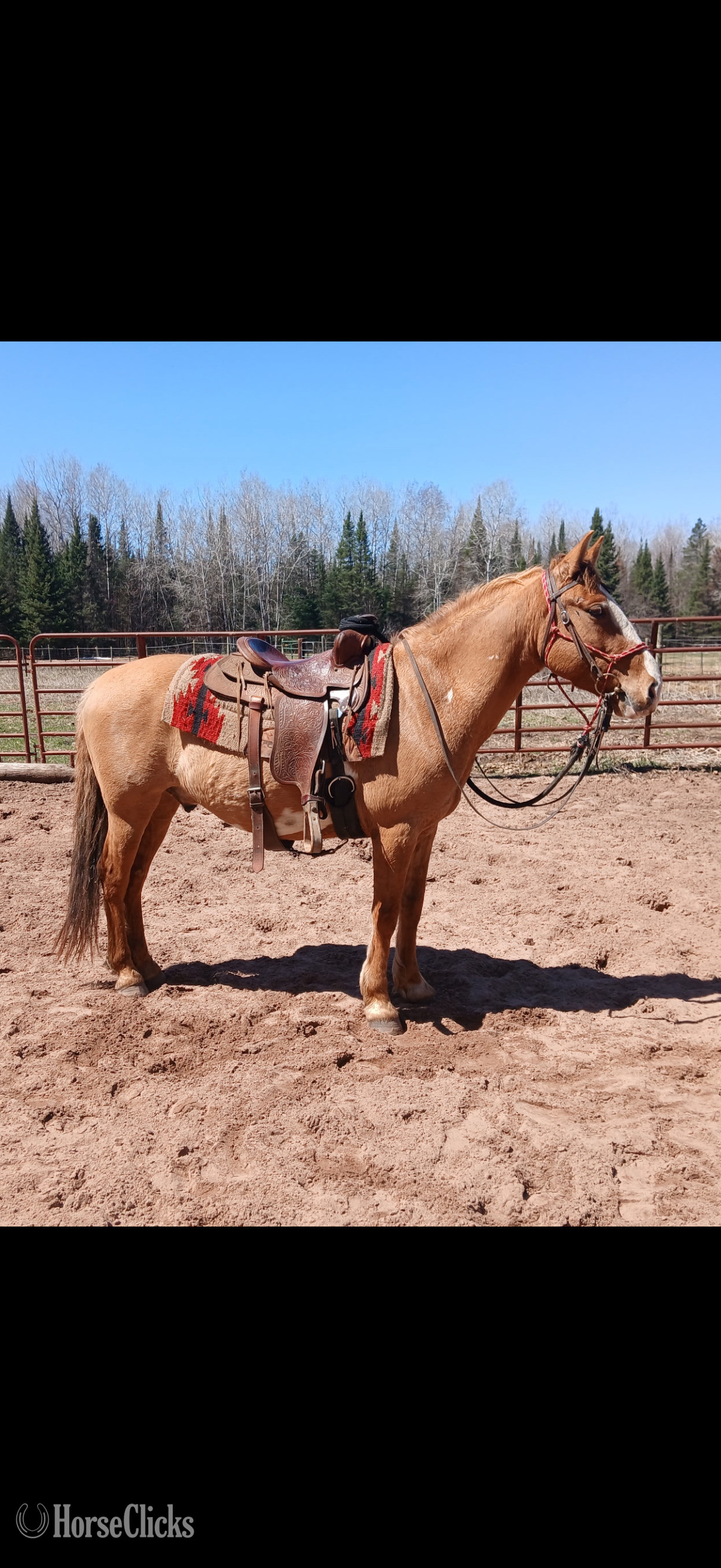 "Sitka" Pinto Gelding Mustang