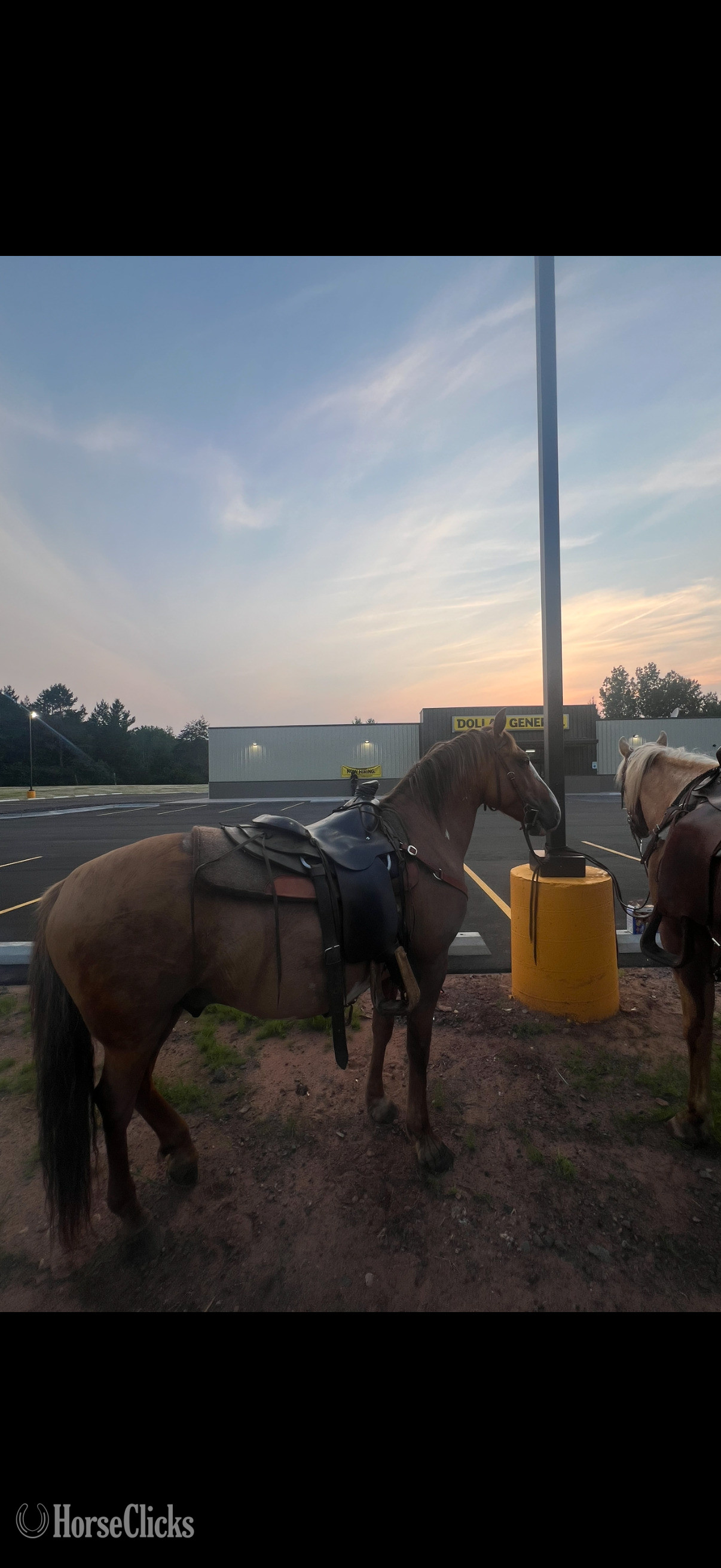 Wisconsin "Sitka" Pinto Gelding Mustang