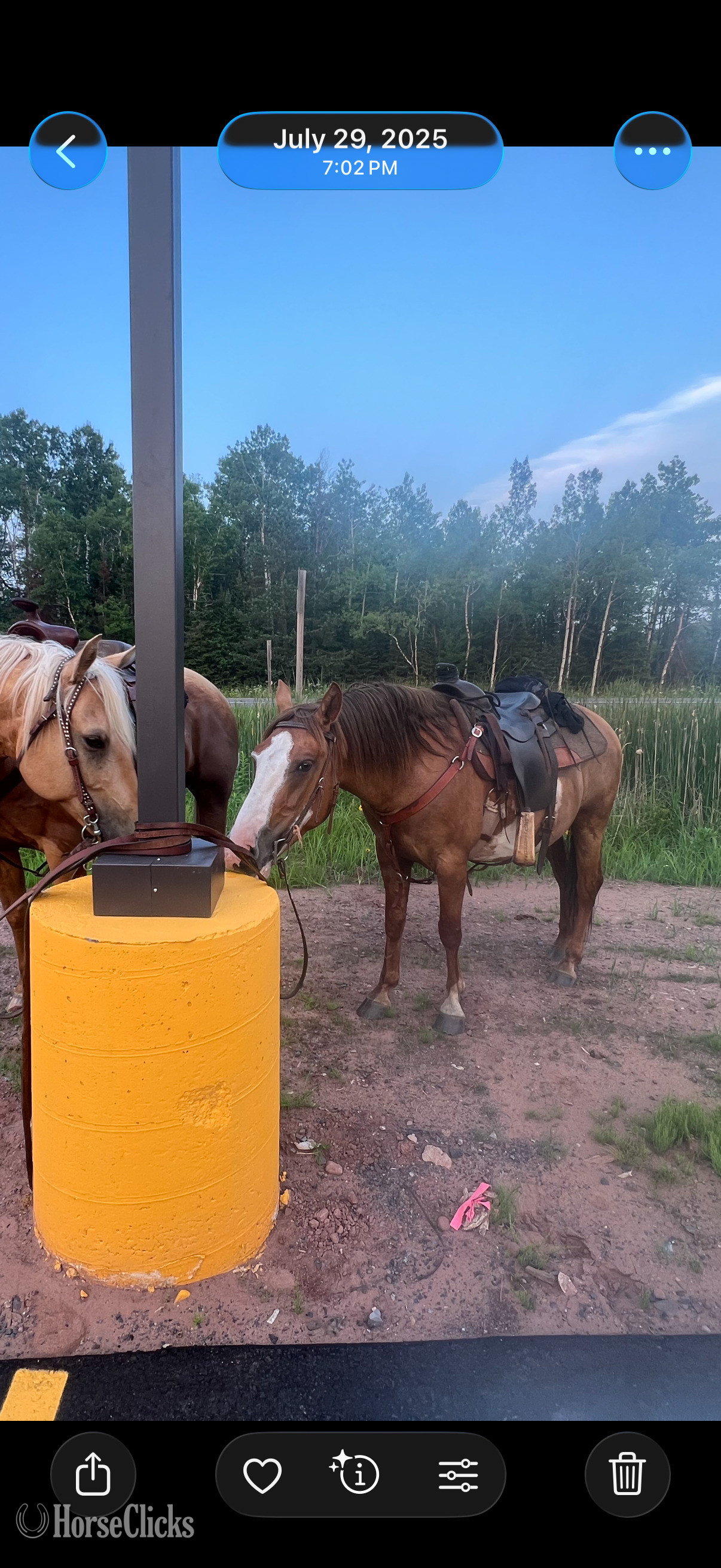"Sitka" Pinto Gelding Mustang - Mustang in Wisconsin