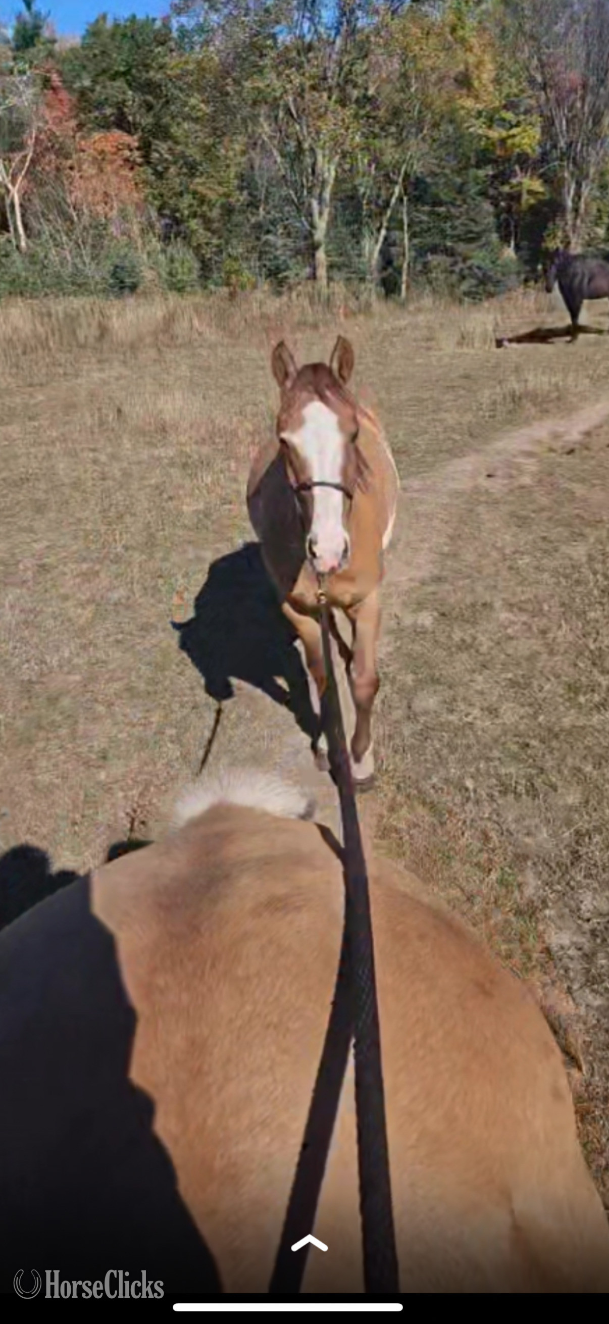 "Sitka" Pinto Gelding Mustang - Mustang