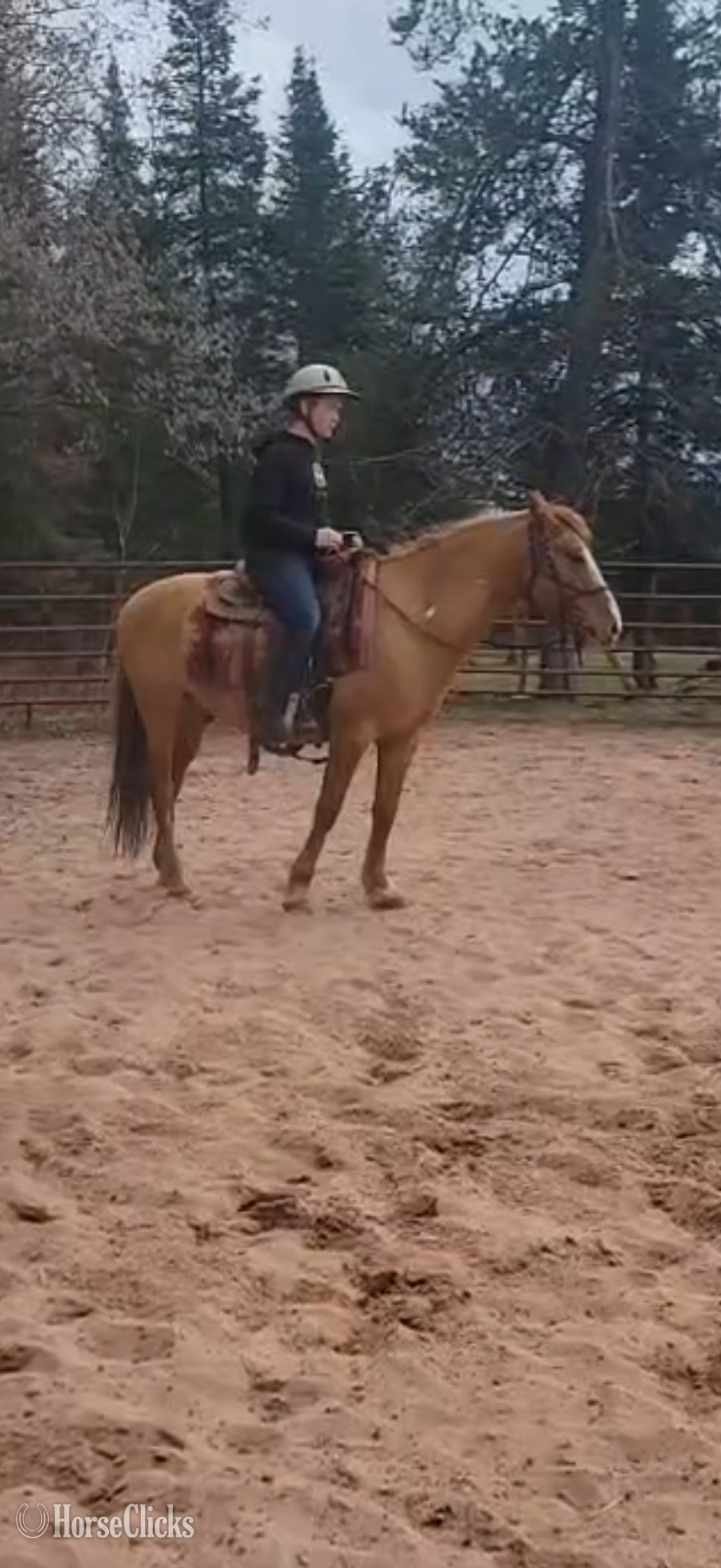 "Sitka" Pinto Gelding Mustang Wisconsin