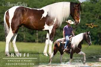 "Raffi" Tri-Color Gelding Friesian