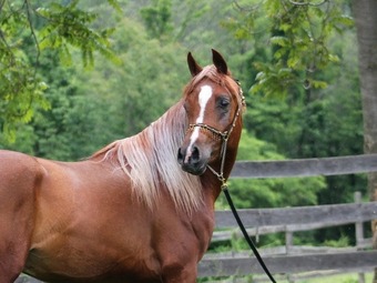 "Provocateur" Chestnut Stallion Arabian