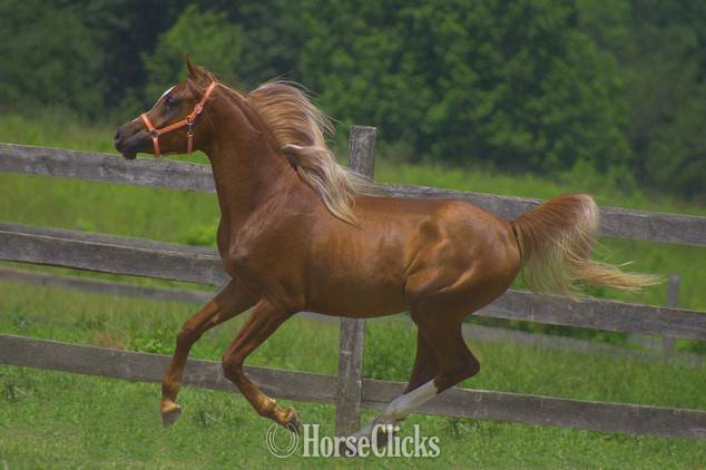 Arabian - "Provocateur" Chestnut Stallion Arabian