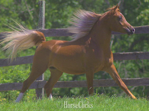 "Provocateur" Chestnut Stallion Arabian