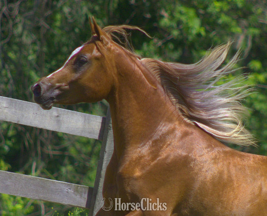 Pennsylvania "Provocateur" Chestnut Stallion Arabian