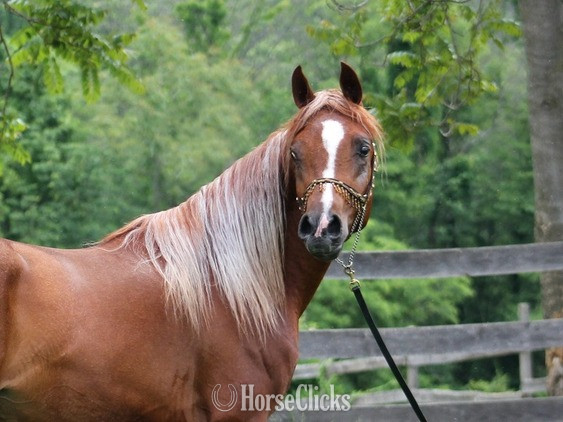 "Provocateur" Chestnut Stallion Arabian - Arabian in Pennsylvania