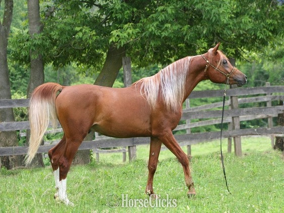 "Provocateur" Chestnut Stallion Arabian - Arabian