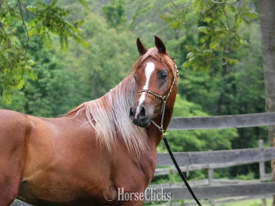 "Provocateur" Chestnut Stallion Arabian in Pennsylvania