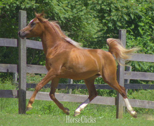 "Provocateur" Chestnut Stallion Arabian Pennsylvania