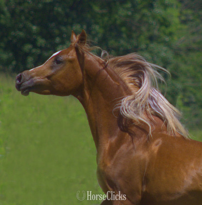 Arabian - "Provocateur" Chestnut Stallion Arabian in Pennsylvania