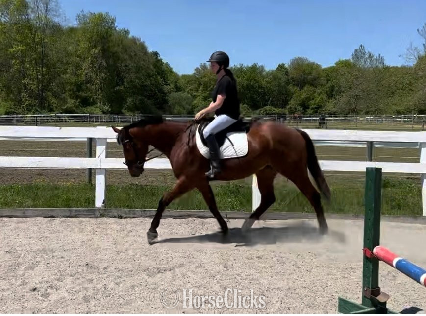 "Mr Sancho Higgins" Bay Gelding Thoroughbred in Rhode Island