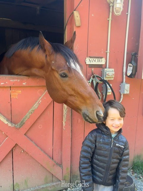 "Mr Sancho Higgins" Bay Gelding Thoroughbred