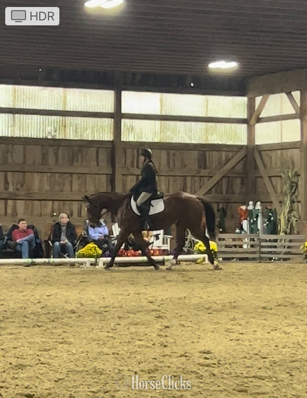 Rhode Island "Mr Sancho Higgins" Bay Gelding Thoroughbred