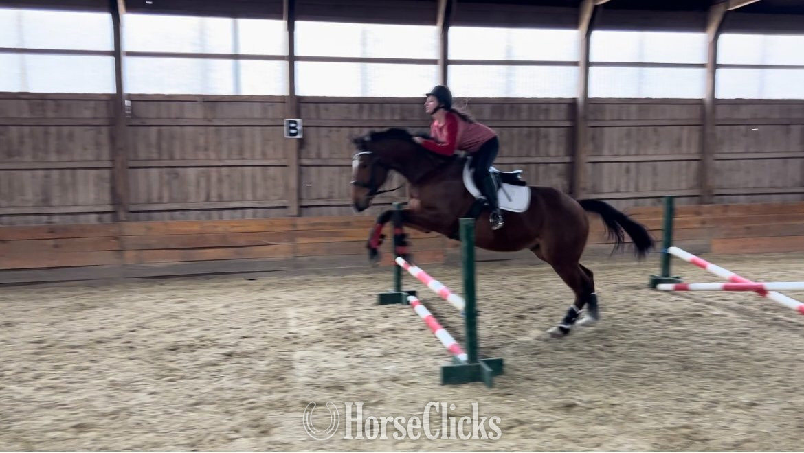 "Mr Sancho Higgins" Bay Gelding Thoroughbred - Thoroughbred in Rhode Island