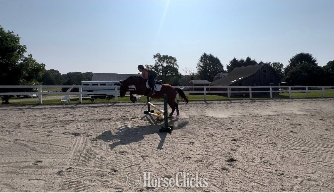 "Mr Sancho Higgins" Bay Gelding Thoroughbred - Thoroughbred