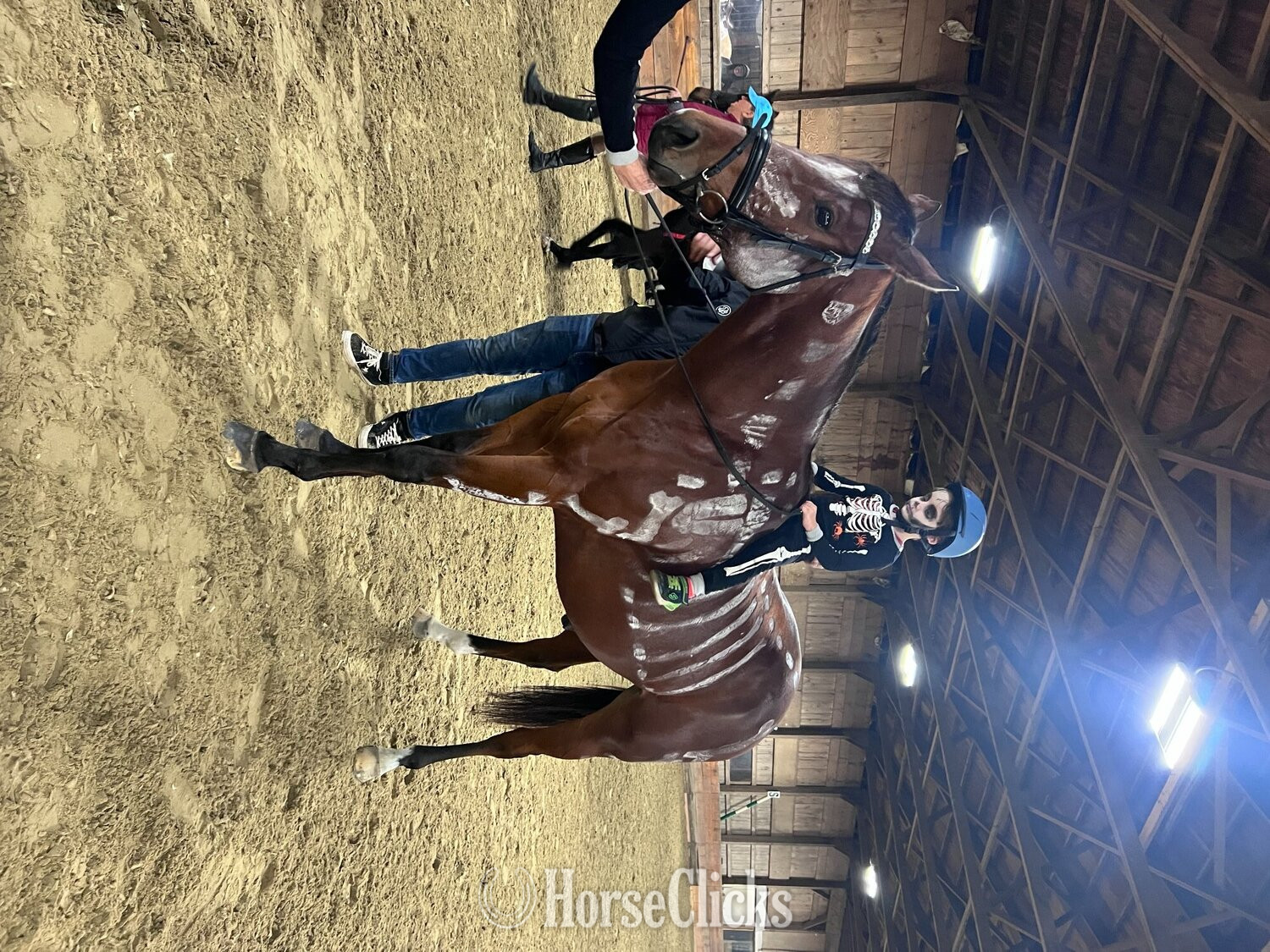 "Mr Sancho Higgins" Bay Gelding Thoroughbred Rhode Island