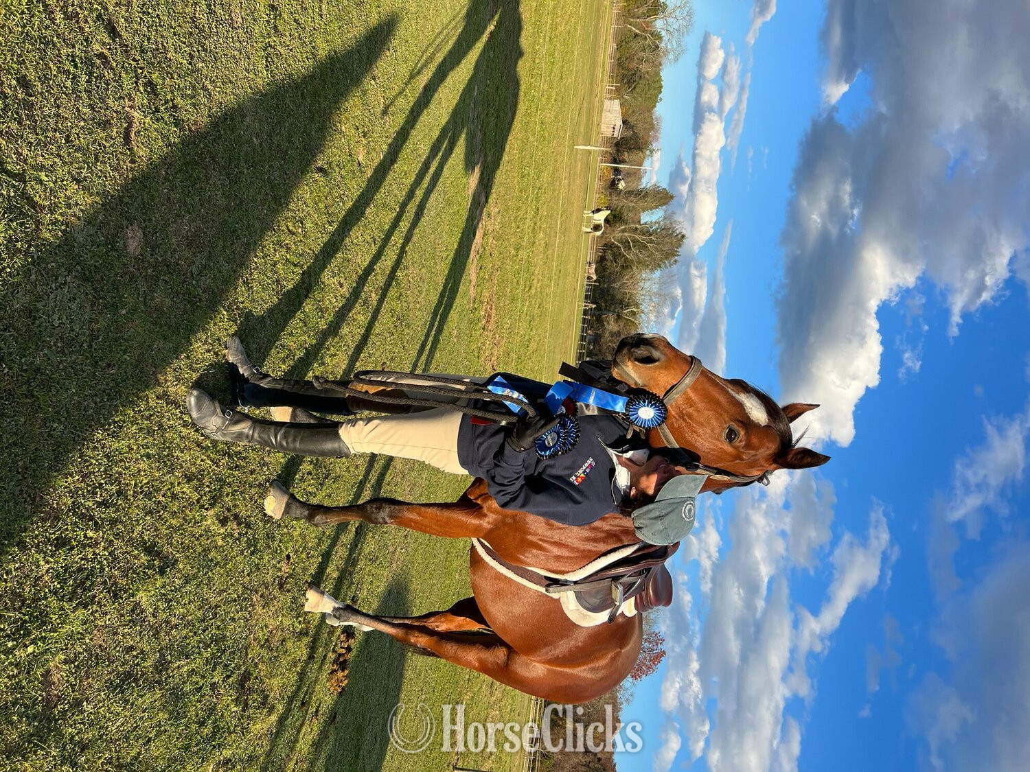 Thoroughbred - "Mr Sancho Higgins" Bay Gelding Thoroughbred in Rhode Island